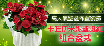 首頁小Banner-卡哇伊米妮聖誕紅盆花