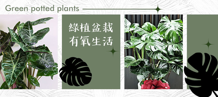 首頁大Banner-綠植盆栽