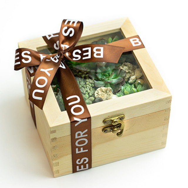 療癒舒壓小品 潘朵拉的盒子多肉植物 送禮首選