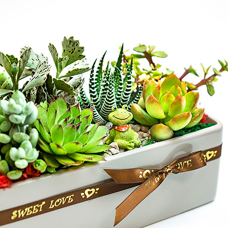 多肉植物 組合盆栽 花店訂花 多肉植物盆栽 心願網路花店