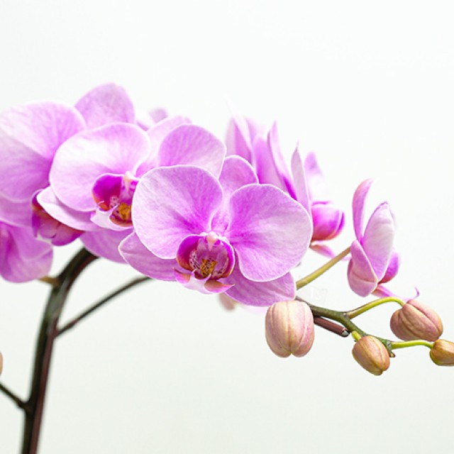 祝賀送禮高雅粉嫩蝴蝶蘭盆栽 心願網路花店 祝賀送禮高雅粉嫩蝴蝶蘭盆栽 心願網路花店