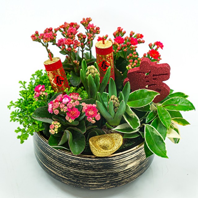 超人氣開運植物財運大發組合盆景花店推薦 心願網路花店