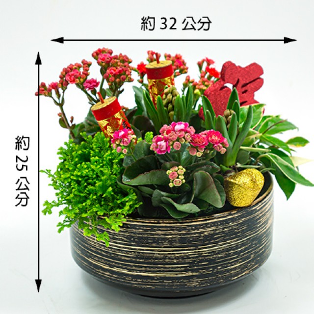 超人氣開運植物財運大發組合盆景花店推薦 心願網路花店