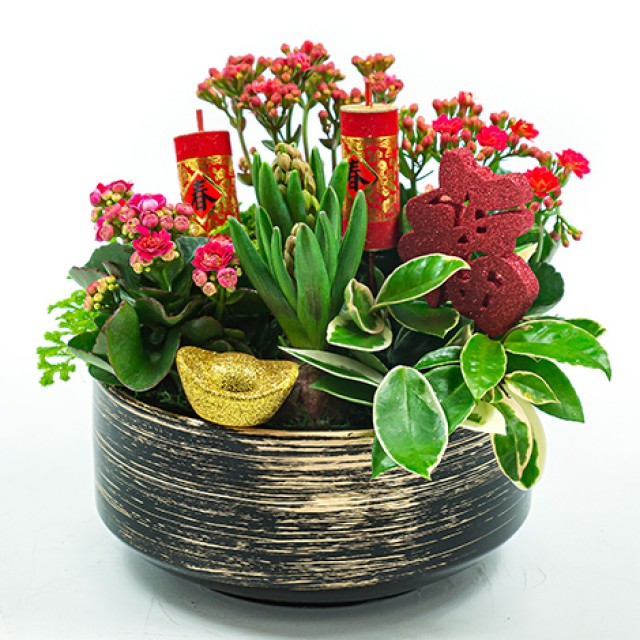 超人氣開運植物財運大發組合盆景花店推薦 心願網路花店