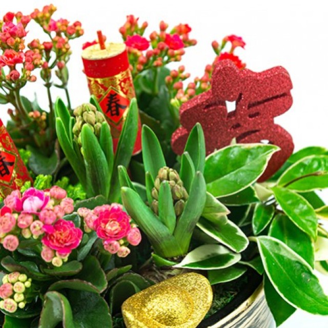 超人氣開運植物財運大發組合盆景花店推薦 心願網路花店