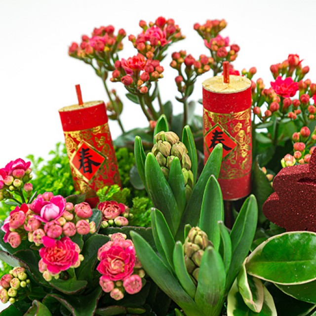 超人氣開運植物財運大發組合盆景花店推薦 心願網路花店