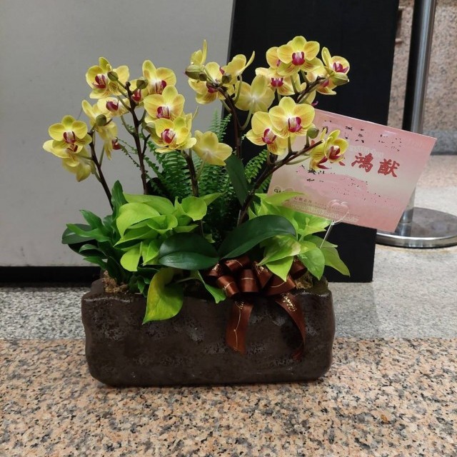 高級蘭花招財黃金蝴蝶蘭盆景 心願網路花店 高級蘭花招財黃金蝴蝶蘭盆景 心願網路花店