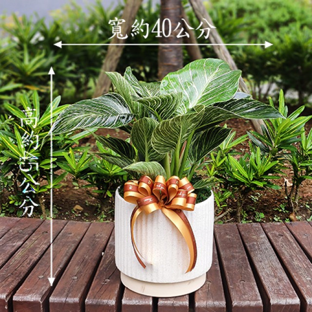 鉑金蔓綠絨  斑斕的觀葉植物  台北花店全省配送