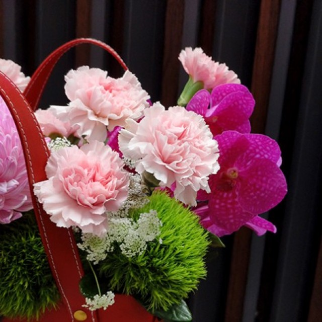 進口康乃馨盆花 送給最親愛的媽媽