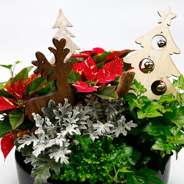 聖誕節佈置首選 聖誕快樂桌上型盆栽