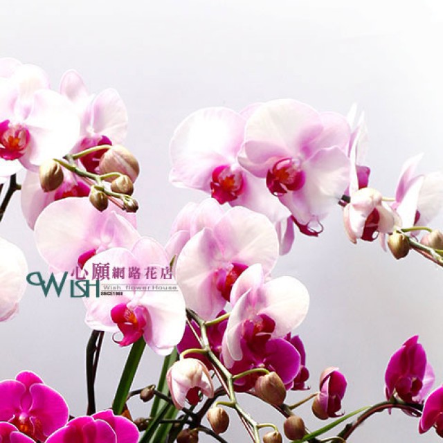 台北市花店 豐盛蝴蝶蘭花 網路訂花方便