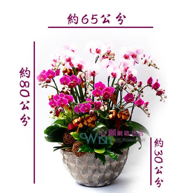台北市花店 豐盛蝴蝶蘭花 網路訂花方便