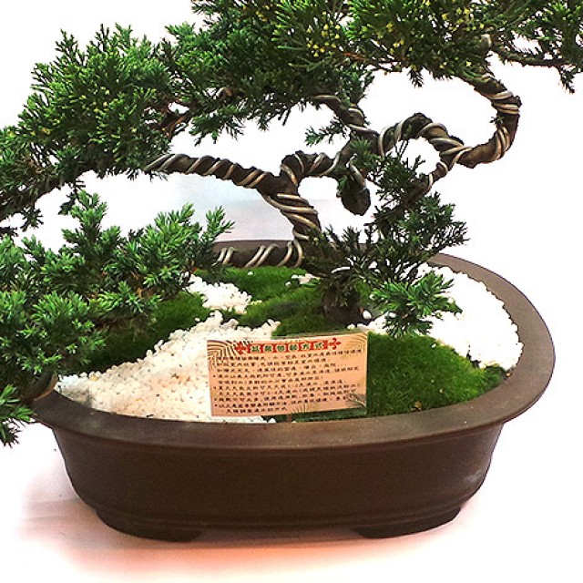 開運盆景松柏室內盆景台北市花店推薦 心願網路花店