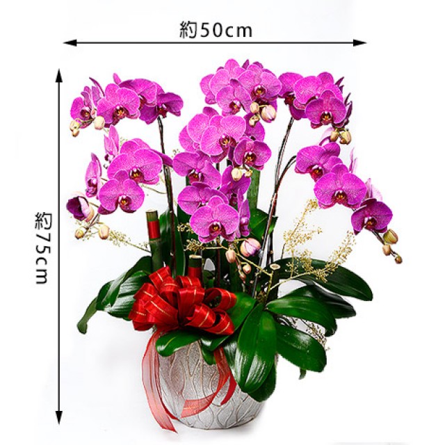 台北市花店福氣到你家蘭花組合盆栽 心願網路花店