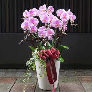 喬遷 開幕送禮 清新美麗蝴蝶蘭盆栽