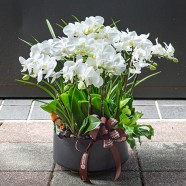 台北市花店 高雅蝴蝶蘭盆栽 蘭花盆栽