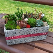 滿溢生機  開幕送禮綠意多肉盆栽