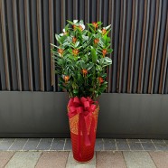 開幕、喬遷送達 開運金錢樹落地盆栽