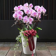 喬遷 開幕送禮 清新美麗蝴蝶蘭盆栽