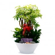 喬遷祝賀送禮首選 富貴福祿桐組合盆景 財運滿滿