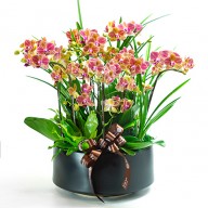 台北花店 蝴蝶蘭花盆栽 首選蘭花