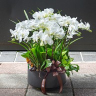 台北市花店 高雅蝴蝶蘭盆栽 蘭花盆栽