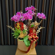 一室蘭馨 喜迎春 年節喜慶蘭花盆栽