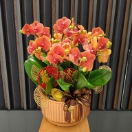 金玉滿堂 賀新春金桔蘭花組合盆栽