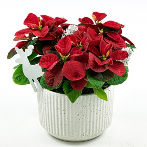 高人氣聖誕佈置裝飾 新品種 卡哇伊米妮聖誕紅盆栽組合