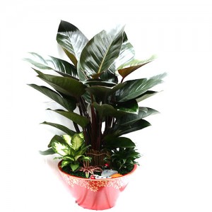 花店新款盆栽女王花竹盆栽推薦 心願網路花店