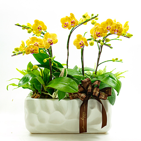 盆栽 盆花 心願網路花店