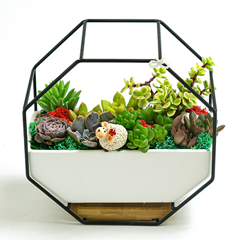 台北花店推薦萌萌療癒多肉植物組合盆栽 心願網路花店