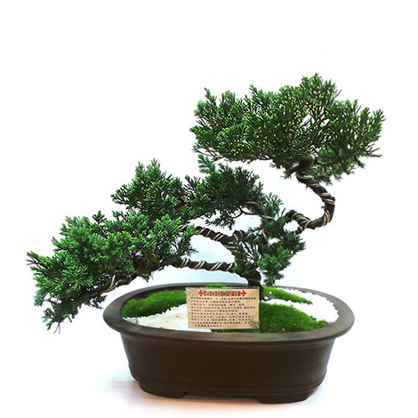 開運盆景松柏室內盆景台北市花店推薦 心願網路花店