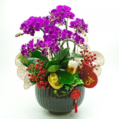 春節祝賀花禮推薦過年招財蝴蝶蘭盆栽 心願網路花店