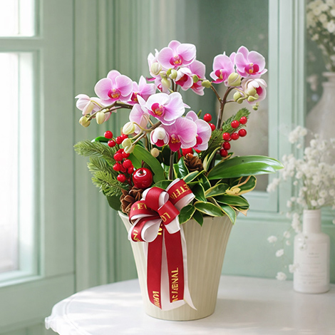 溫柔的守護 母親節愛與感恩的禮物 蘭花盆栽
