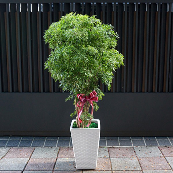 開幕誌慶富貴樹盆栽-43258 - 心願網路花店