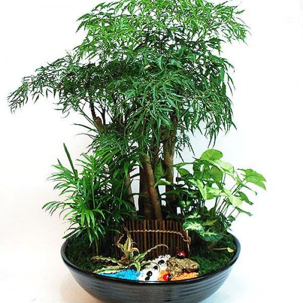 首富喜歡富貴樹組合盆栽富貴逼人-43416 - 心願網路花店