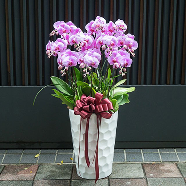 祝賀送禮首選蝴蝶蘭盆栽 經典氣派 心願網路花店