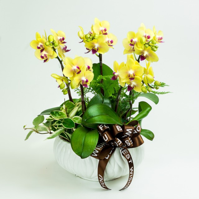 高級蘭花黃花紅心蝴蝶蘭花盆景 心願網路花店