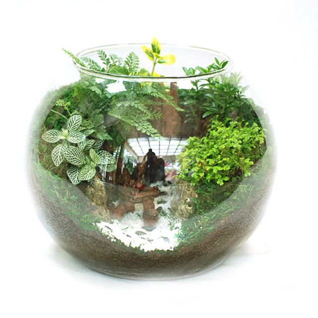 桌上盆栽溫室植物好照顧室內盆栽 心願網路花店