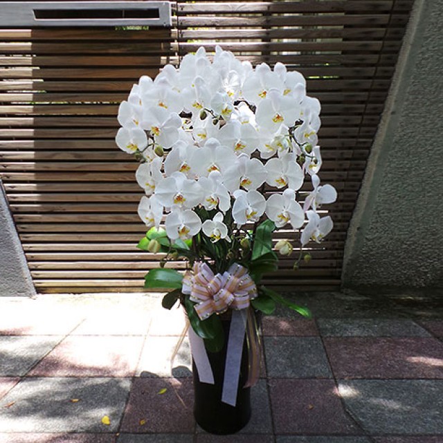 蘭花盆栽 白花黃心蝴蝶蘭花 台北花店 蘭花 蝴蝶蘭 過年送禮 蘭園 白蝴蝶蘭 