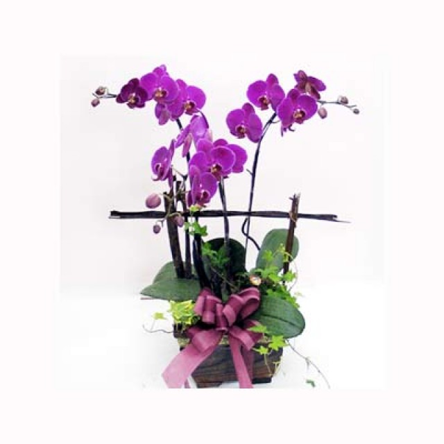 蘭花送禮春風蝴蝶蘭 心願網路花店