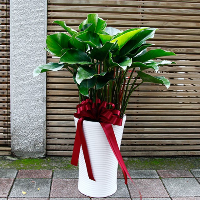 台北花店推薦大綠鑽盆栽開幕送禮 心願網路花店