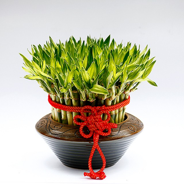 台北花店開運竹盆栽節節高陞-44082 - 心願網路花店