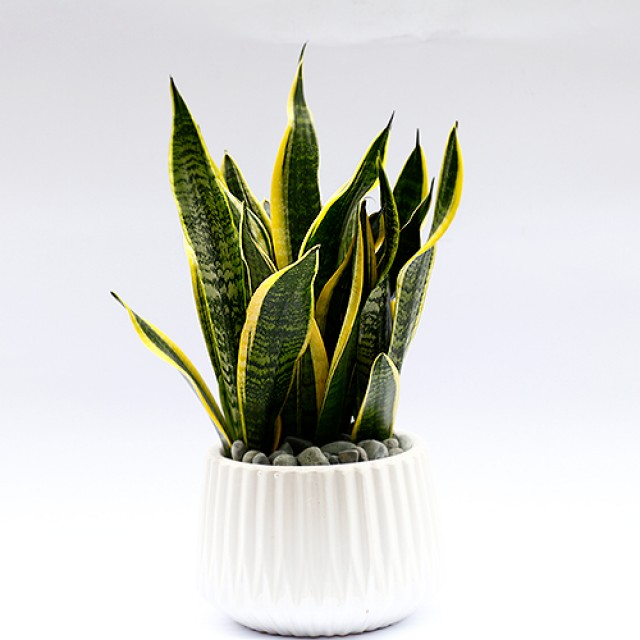 台北市花店虎尾蘭盆栽綠化辦公室盆栽首選 心願網路花店