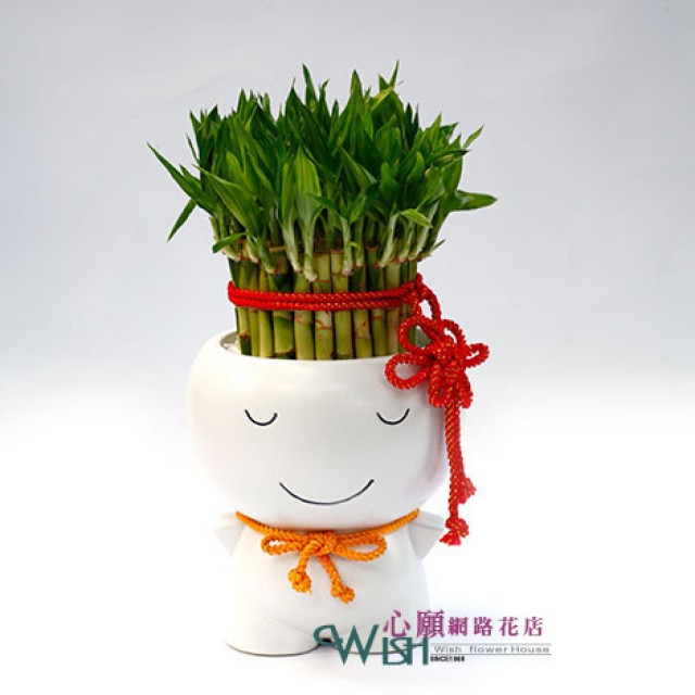 室內盆栽推薦可愛開運竹盆栽招財方法-44159 - 心願網路花店