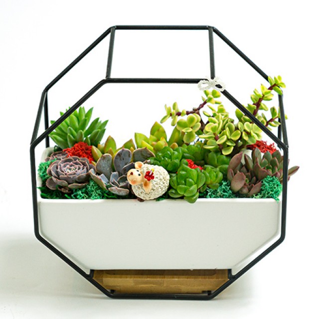 台北花店推薦萌萌療癒多肉植物組合盆栽 心願網路花店