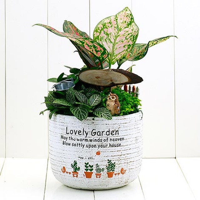 花店送花台北花店生命力組合盆栽推薦 心願網路花店