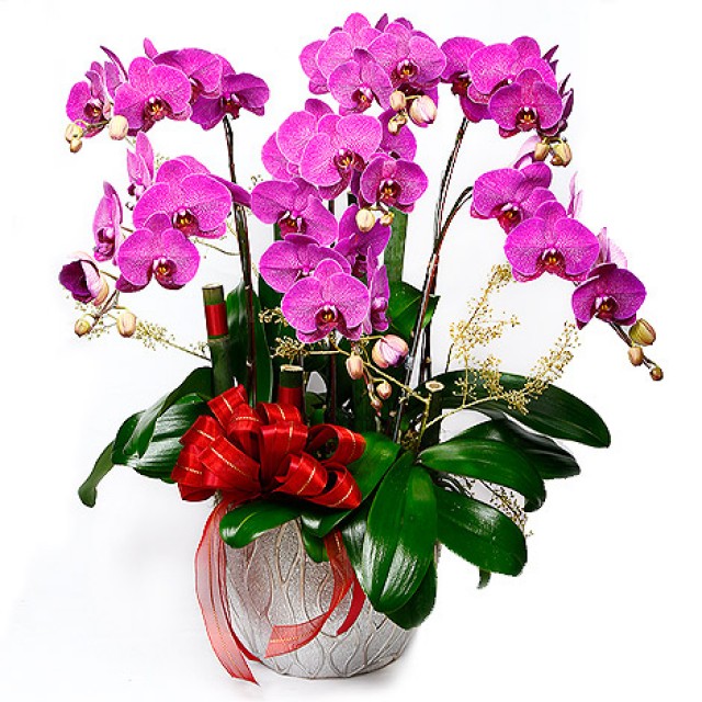 台北市花店福氣到你家蘭花組合盆栽 心願網路花店