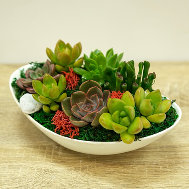 質感禮物花店精選送禮多肉植物盆栽 心願網路花店